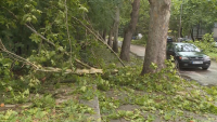 Над 200 сигнала за паднали дървета след поройния дъжд в Търговище