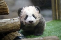 Китай печели милиони долари от панди в зоопаркове по света