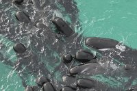 снимка 4 Десетки китове загинаха, заседнали в плитчини край Западна Австралия