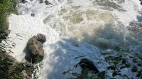 Мъртва риба в Девинска река заради замърсяване