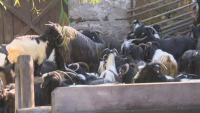 Защо гонят от село Влахи ферма с редки овце и кози?