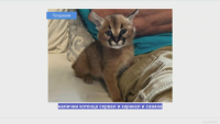 Разследване на БНТ: В интернет продават диви котки, забранени за отглеждане от частни лица у нас