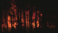Стотици горски пожари бушуват в Португалия