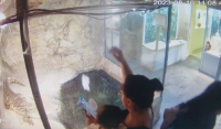 Жена хвърли мокри кърпички в терариума на крокодила в природонаучния музей в Пловдив (Видео)
