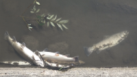 Замърсяването на река Черна: Глоба за ВиК-Смолян