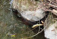 Мъртва риба изплува в река в Смолян