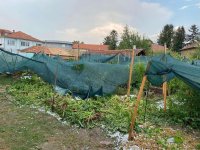 Градушка с размерите на орех причини щети в община Павликени (СНИМКИ)