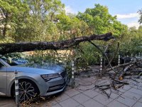 Дърво падна върху автомобил на оживен столичен булевард (Снимки)