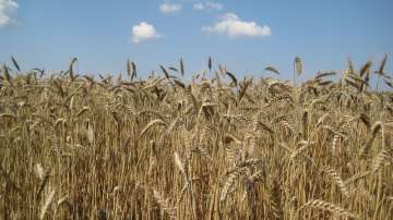 Три страни наложиха едностранно забрана на вноса от Украйна на 24 селскостопански продукта