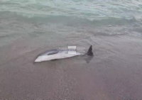 Морето изхвърли мъртъв делфин край Бургас (ВИДЕО)