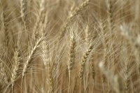 Вносът на украинско зърно: Кабинетът предлага забраната да отпадне, производителите готвят протести