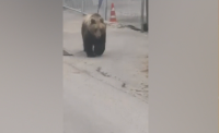 Набези на мечки в Габровско - институциите търсят начин да се справят с проблема