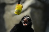 За разхлада животни получават ледени близалки в зоопарка в Рио Де Жанейро (СНИМКИ/ВИДЕО)