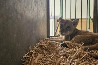 снимка 1 Малко лъвче бе намерено на пътя край сръбския град Суботица (Снимки)