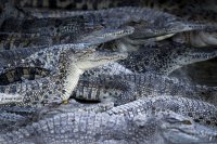 Заловиха избягали от ферма крокодили след наводнения в Китай