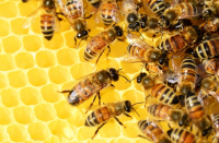 Ще има ли таван на вноса на мед от чужбина
