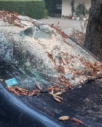 снимка 1 Дърво падна върху паркиран автомобил в столичния квартал "Лозенец"