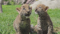 Талисманите на Лима: Малки леопардчета радват посетителите на зоопарк