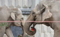 Представиха Луиза и Фрося - слониците новодомци в столичния зоопарк (Снимки)