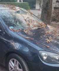 снимка 4 Дърво падна върху паркиран автомобил в столичния квартал "Лозенец"