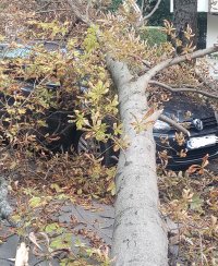 снимка 3 Дърво падна върху паркиран автомобил в столичния квартал "Лозенец"