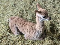 Бебе алпака се роди в бургаския зоопарк (СНИМКИ)