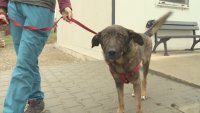 Протестиращи се събраха с искане за справедливо дело след побоя над кучето Мечо