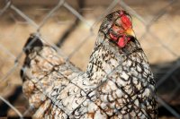 Откриха огнище на птичи грип във ферма за кокошки носачки и в с. Мало Конаре