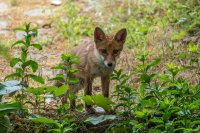 Агенцията по храните започва есенна ваксинация на лисиците срещу бяс