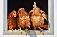 Огнище на птичи грип откриха във ферма в Добричко