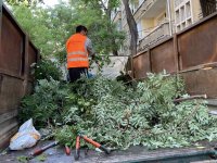 Сигнали за паднали дървета заради силния вятър в Пловдив