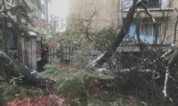 След зрителски сигнал до БНТ махнаха дърво, блокирало входа на блок в центъра на София
