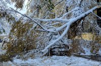 Продължава разчистването на паднали клони и прекършени дървета в София