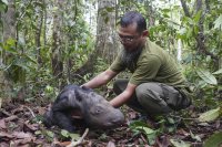 На остров Суматра се роди бебе от изчезващ вид носорози (Снимки)