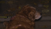 Агресивен питбул напада хора и други кучета в квартал "Бъкстон"