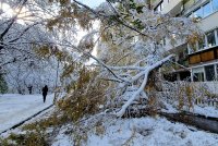 Стотици паднали дървета и блокирани улици заради снега в София