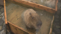 Гореща вана в мразовит ден: Спа за капибарите в зоопарк в Токио
