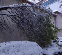 Десетки паднали дървета в столицата (СНИМКИ)