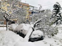 Васил Терзиев: Над 1000 сигнала за паднали дървета в София