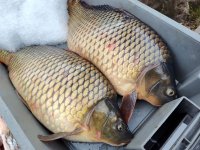Преди Никулден: Опашки за риба на Женския пазар (Снимки)