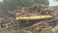 ГДБОП неутрализира престъпна група за незаконен дърводобив в Перник
