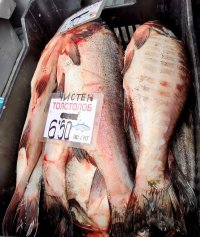 снимка 4 Преди Никулден: Опашки за риба на Женския пазар (Снимки)
