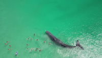 Близка среща с кит край плаж в Австралия