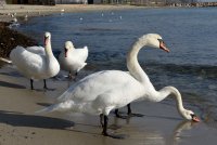 Лебеди от защитен вид зимуват на варненския бряг (Снимки)