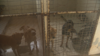 снимка 4 Пореден протест срещу нечовешките условия в общинските приюти за кучета в София