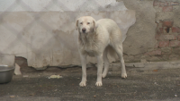 снимка 2 Пореден протест срещу нечовешките условия в общинските приюти за кучета в София