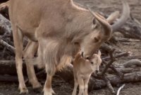 Гривест козирог се роди в бургаския зоопарк