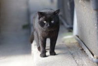 Пореден случай на насилие или инцидент - разследват смъртта на котка в Бургас
