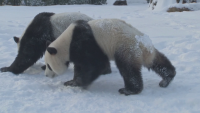 Панди близнаци в белгийски зоопарк се радват на игрите в снега