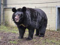 Ямпил - оцеляла от войната в Украйна мечка, намери нов дом в Шотландия